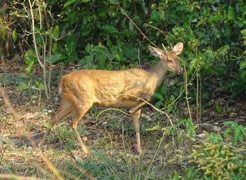 Imagem de Mazama gouazoubira (G. Fischer)