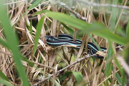 Image of Common Garter Snake