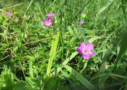 Imagem de Geranium palustre L.