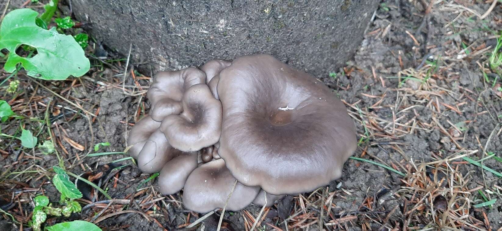 Image of Pleurotus ostreatus (Jacq.) P. Kumm. 1871