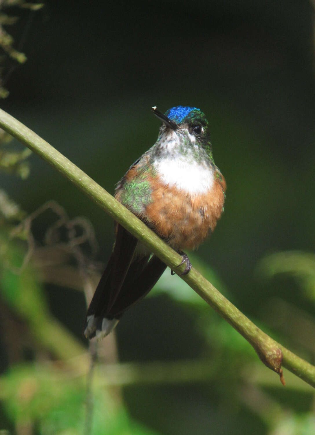 Image of Violet-tailed Sylph