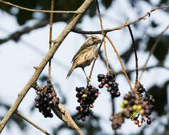 Image of Streaky Seedeater