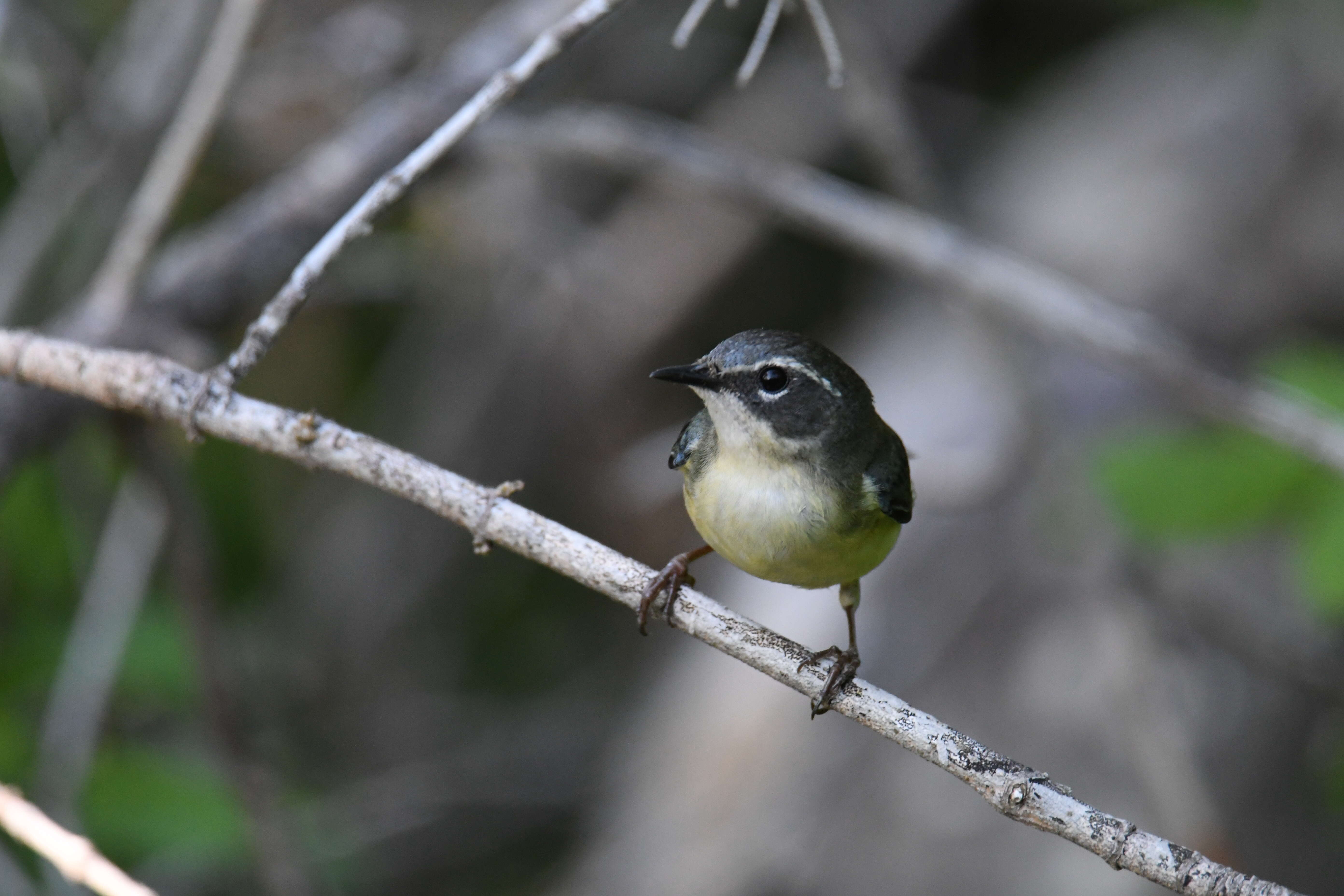 Imagem de Setophaga caerulescens (Gmelin & JF 1789)