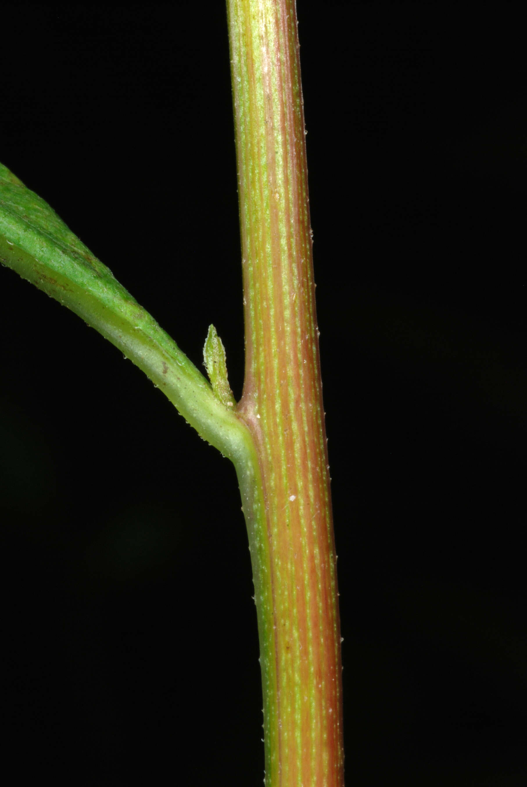 Imagem de Doellingeria umbellata (Mill.) Nees