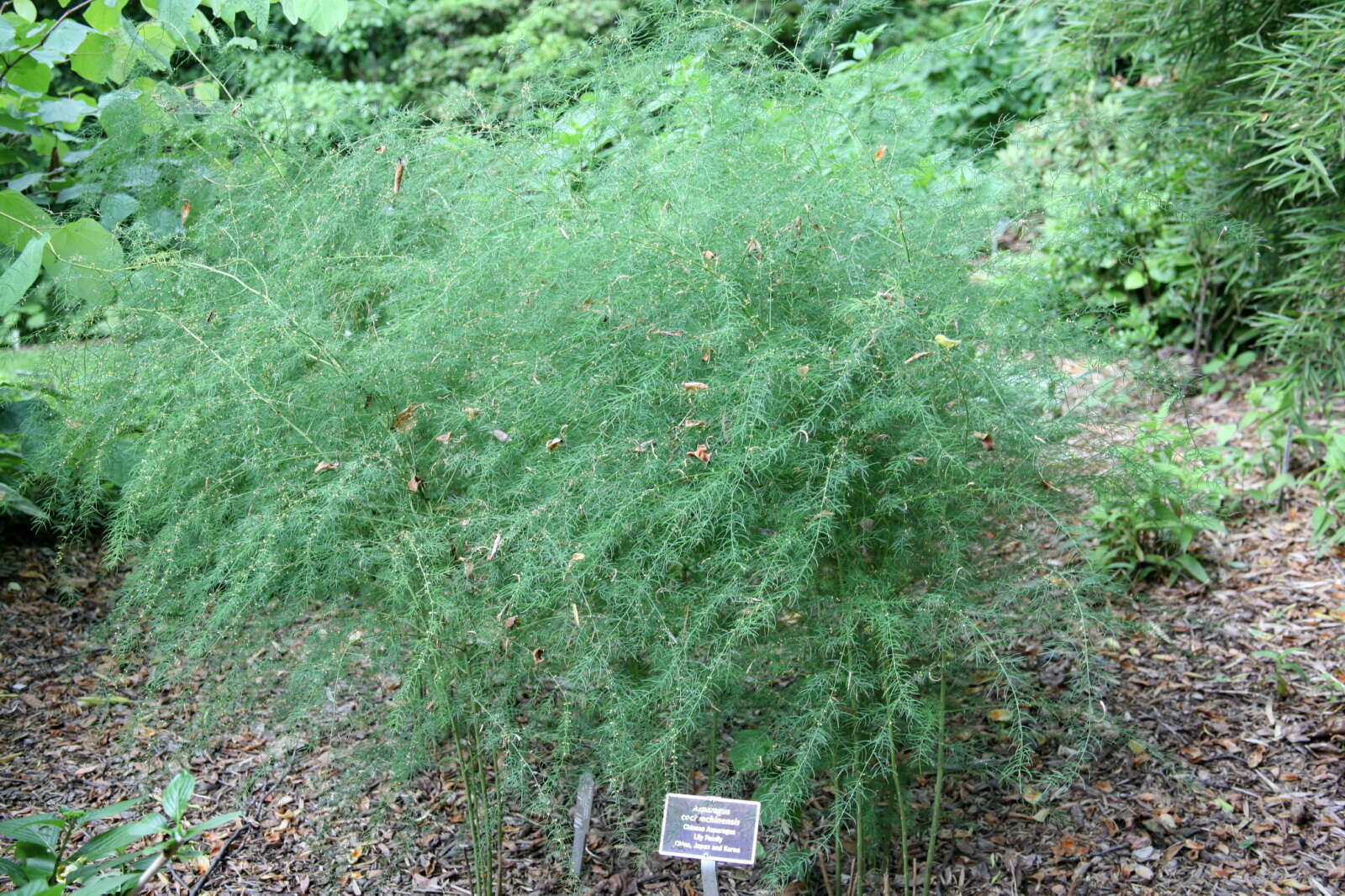 Image of Asparagus cochinchinensis (Lour.) Merr.