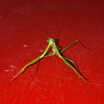 Image of Chinese Mantid