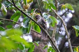 Image of Lesser Cuckoo