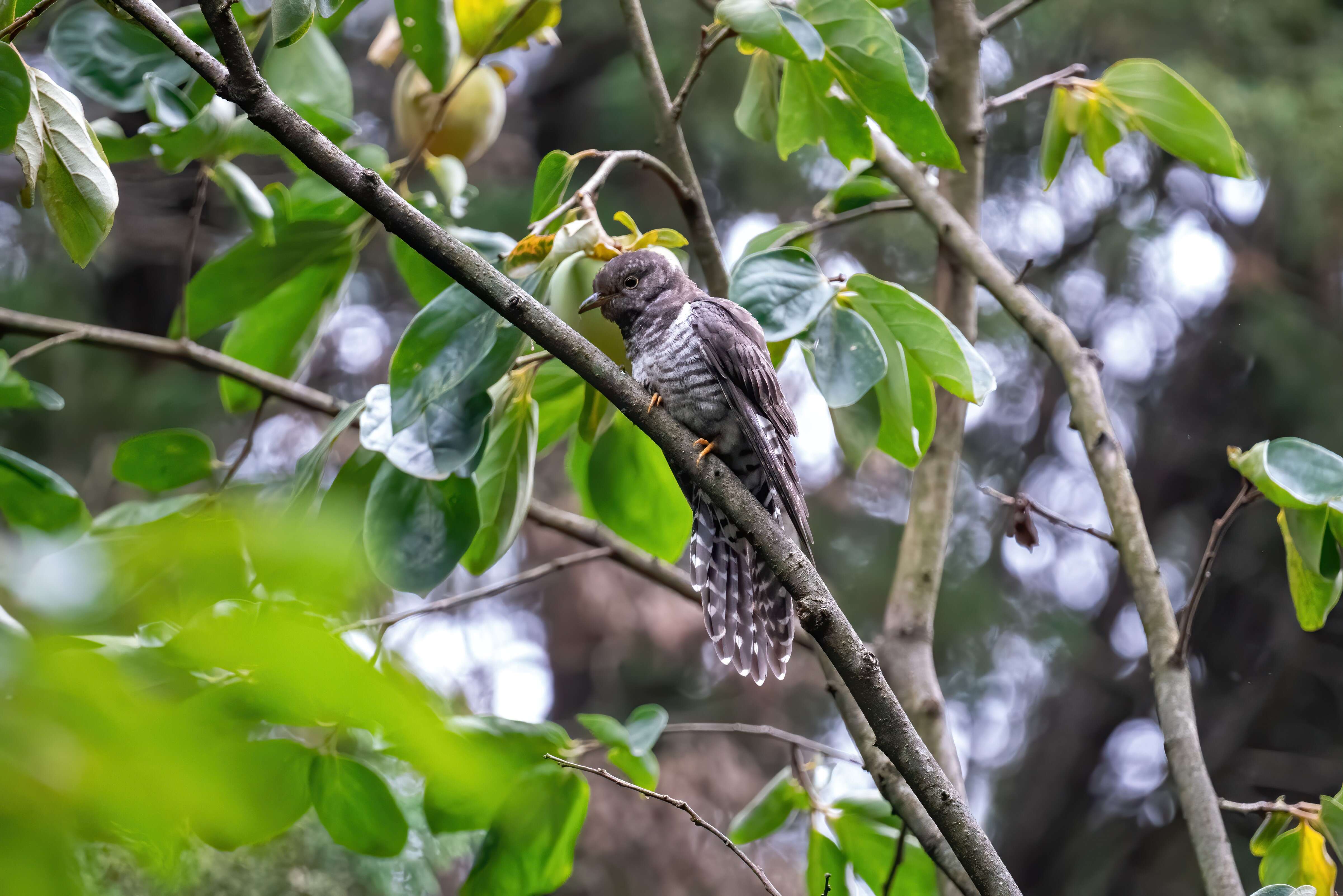 Image of Lesser Cuckoo