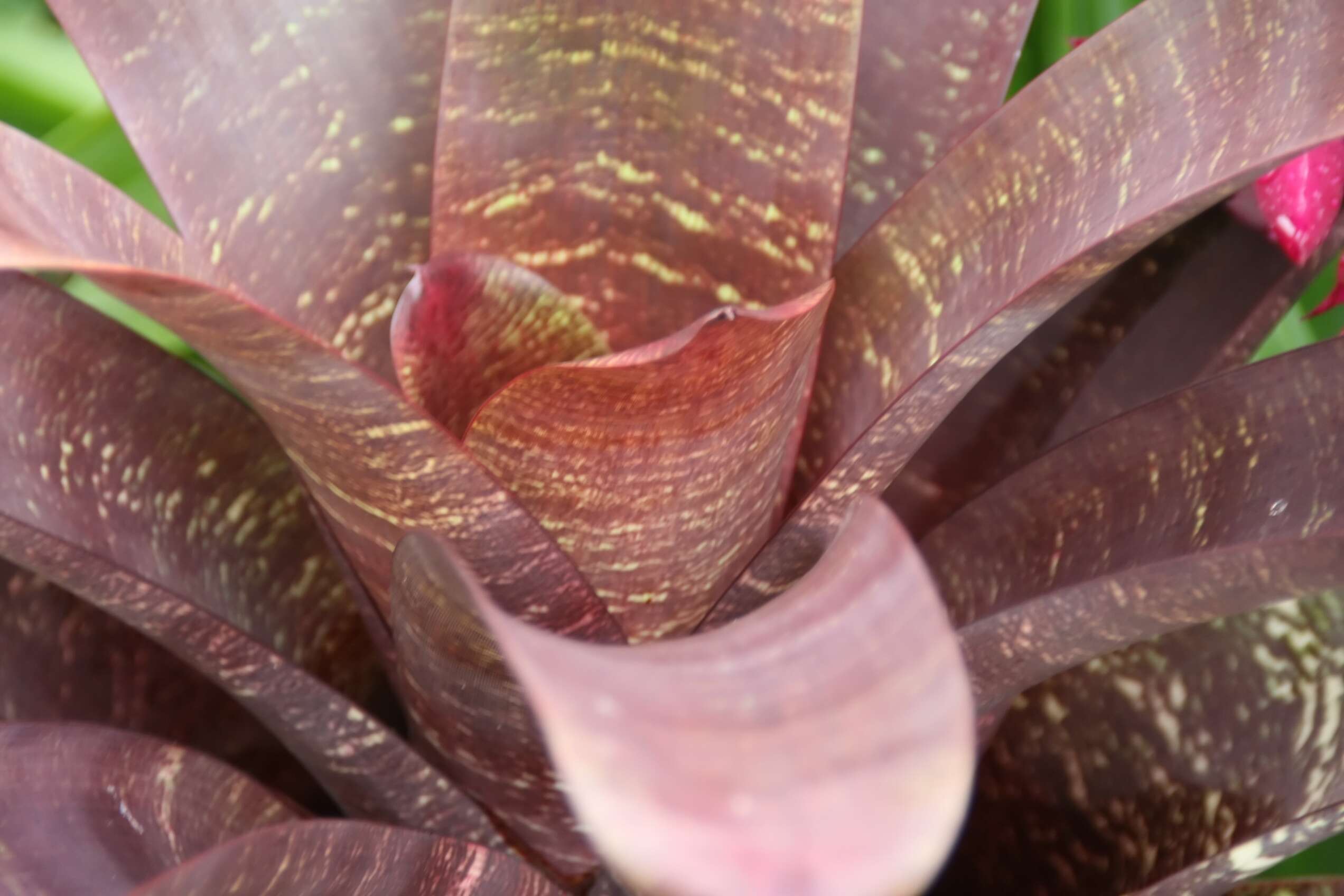 Image of Bromeliad