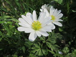 Image of blue anemone