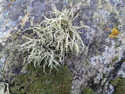 Imagem de Ramalina farinacea (L.) Ach.