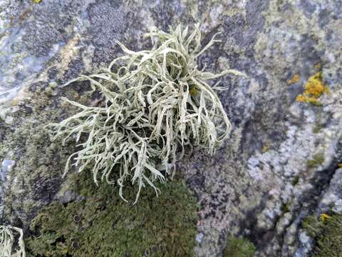 Image of farinose cartilage lichen