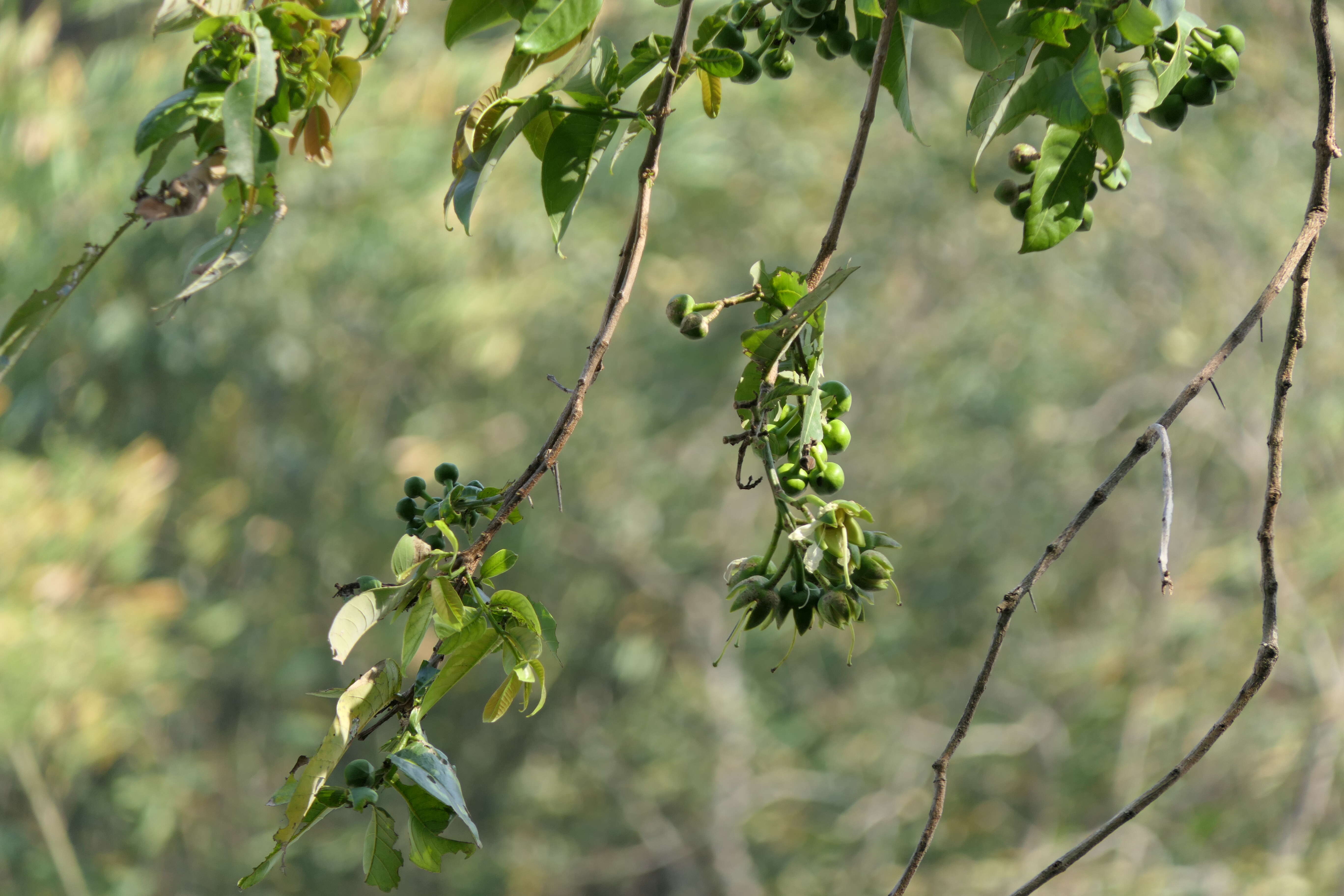 Duabanga grandiflora (Roxb. ex DC.) Walp. resmi