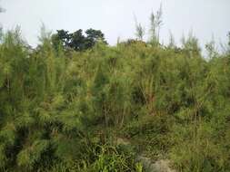 Image of tamarisk