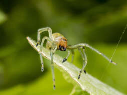 Слика од Cheiracanthium punctorium (Villers 1789)