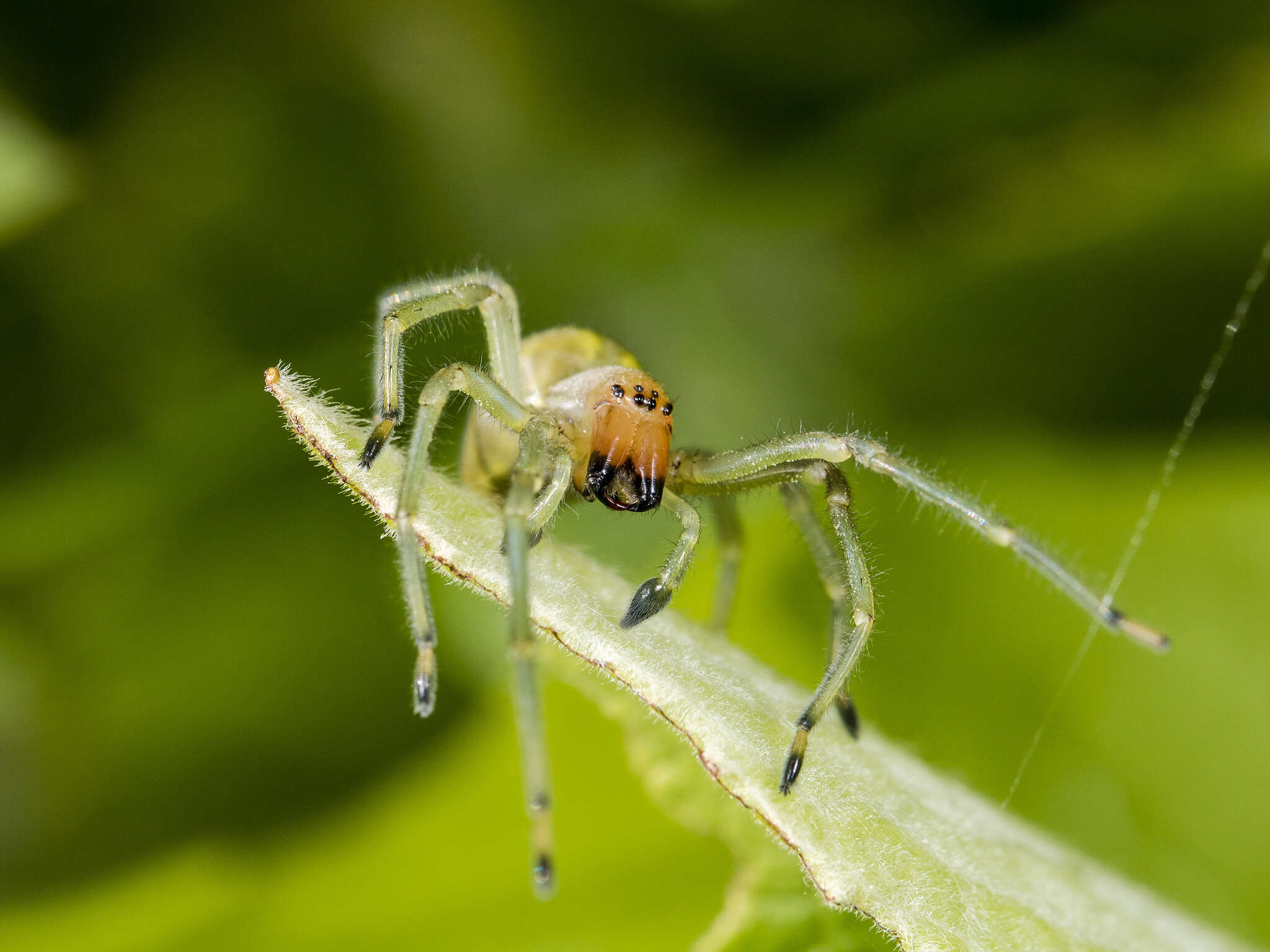 Слика од Cheiracanthium punctorium (Villers 1789)