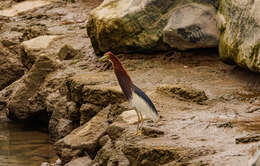 Image of Chinese Pond Heron