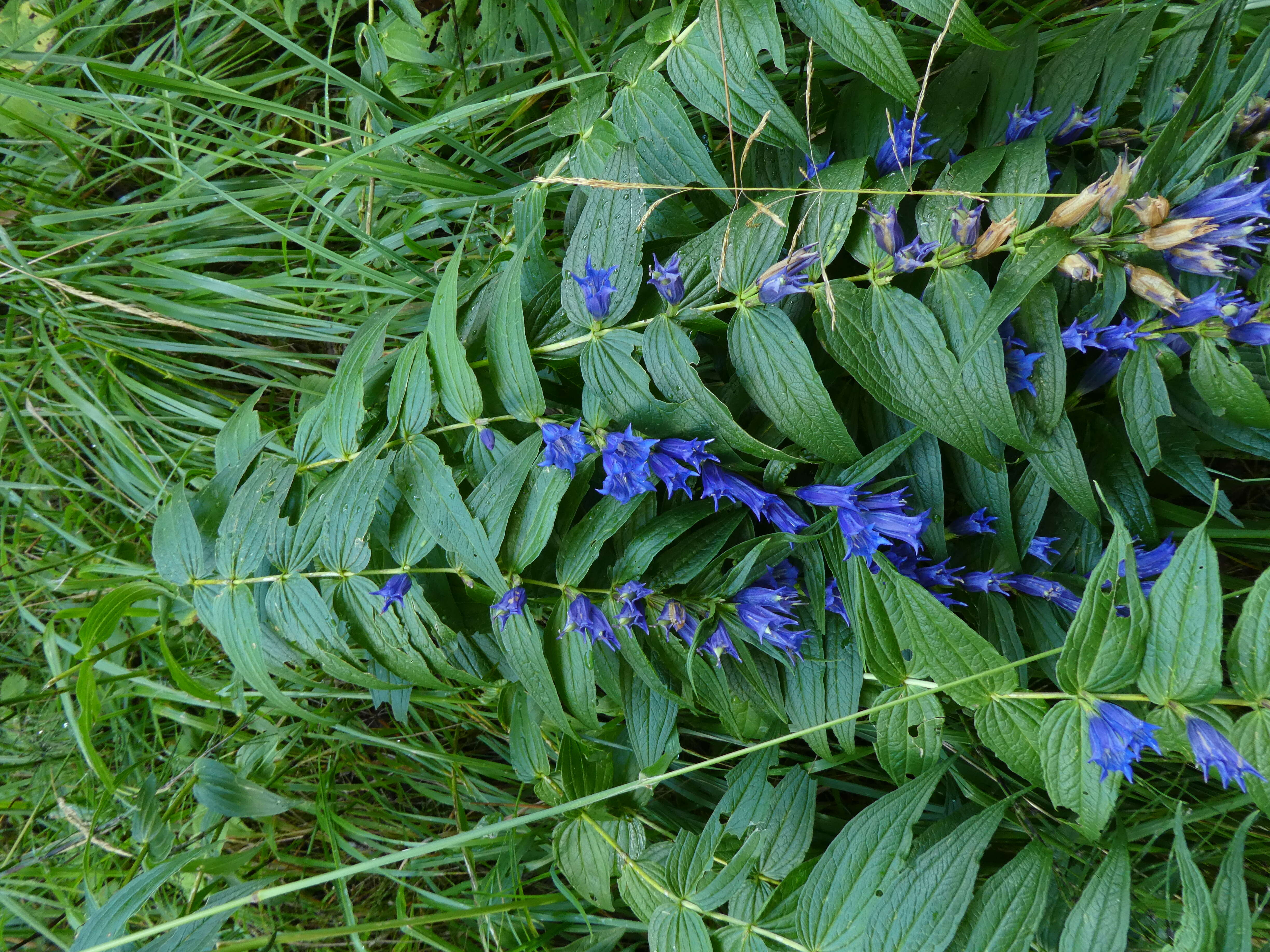 Image of Gentiana asclepiadea L.