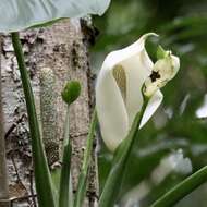 Monstera adansonii Schott resmi