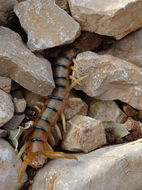 Image of Mediterranean banded centipede