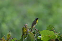 Geothlypis trichas (Linnaeus 1766) resmi