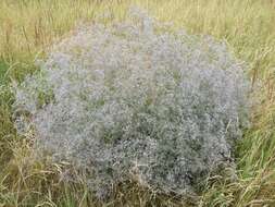 Image de Gypsophila paniculata L.