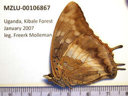 Image of Demon Charaxes