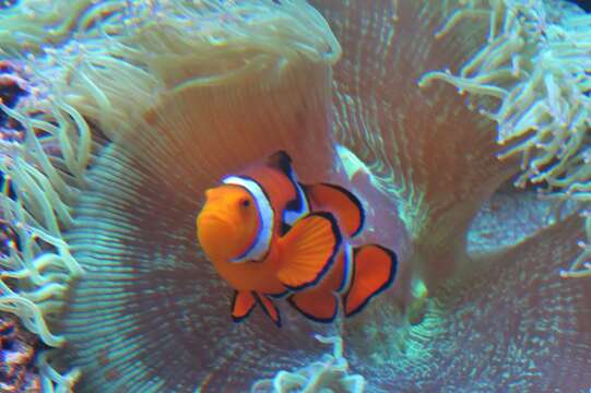 Image de Poisson-clown du Pacifique