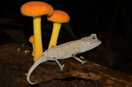 Image of Plated Leaf Chameleon