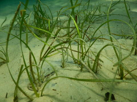 Image of Slender Seagrass