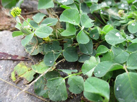 Image of black medick