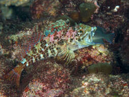 Pseudoblennius zonostigma Jordan & Starks 1904 resmi