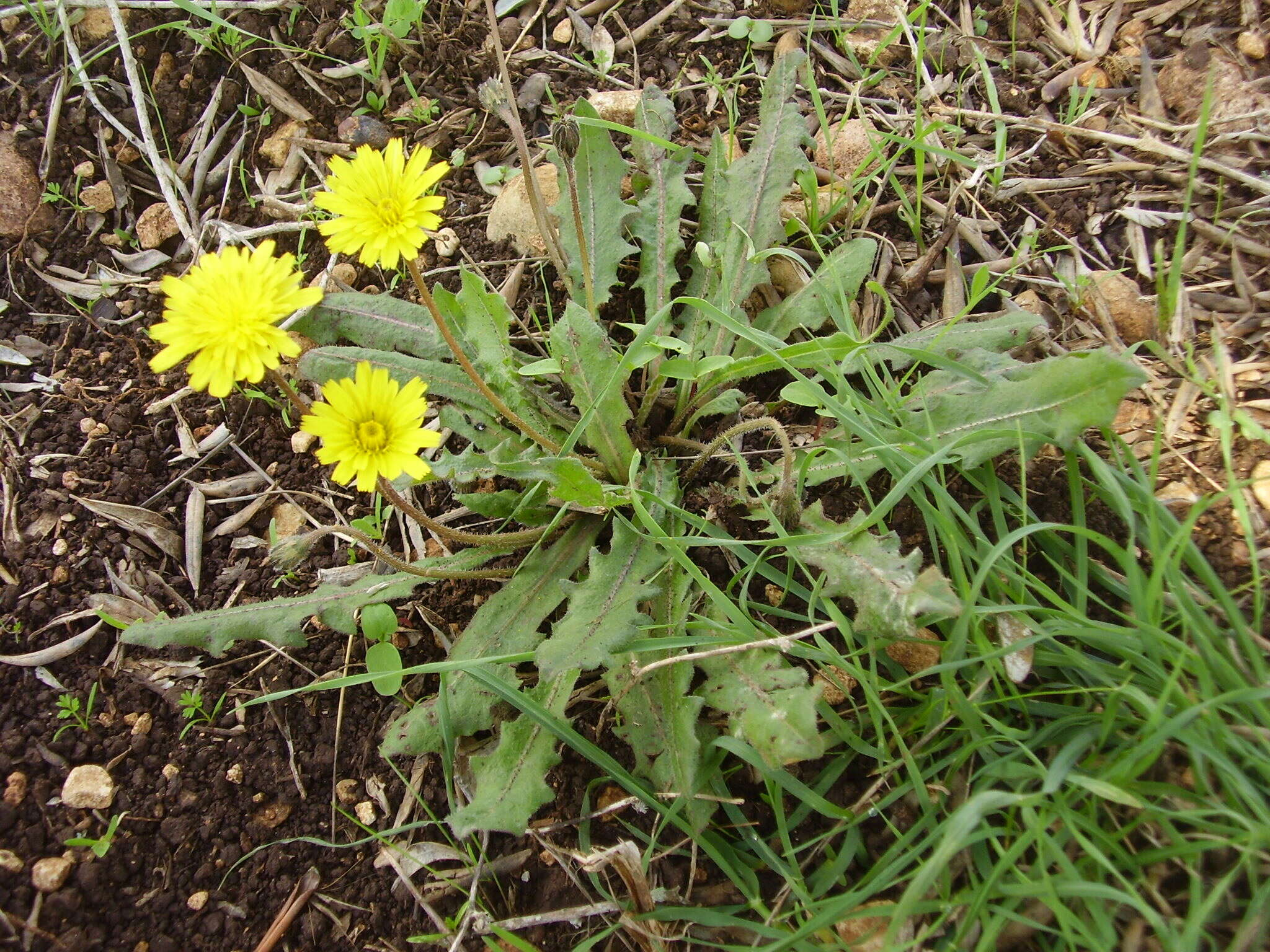 Image of Leontodon tuberosus L.