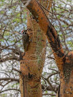 Image of Bearded Woodpecker