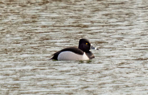 Image of Ring-necked Duck