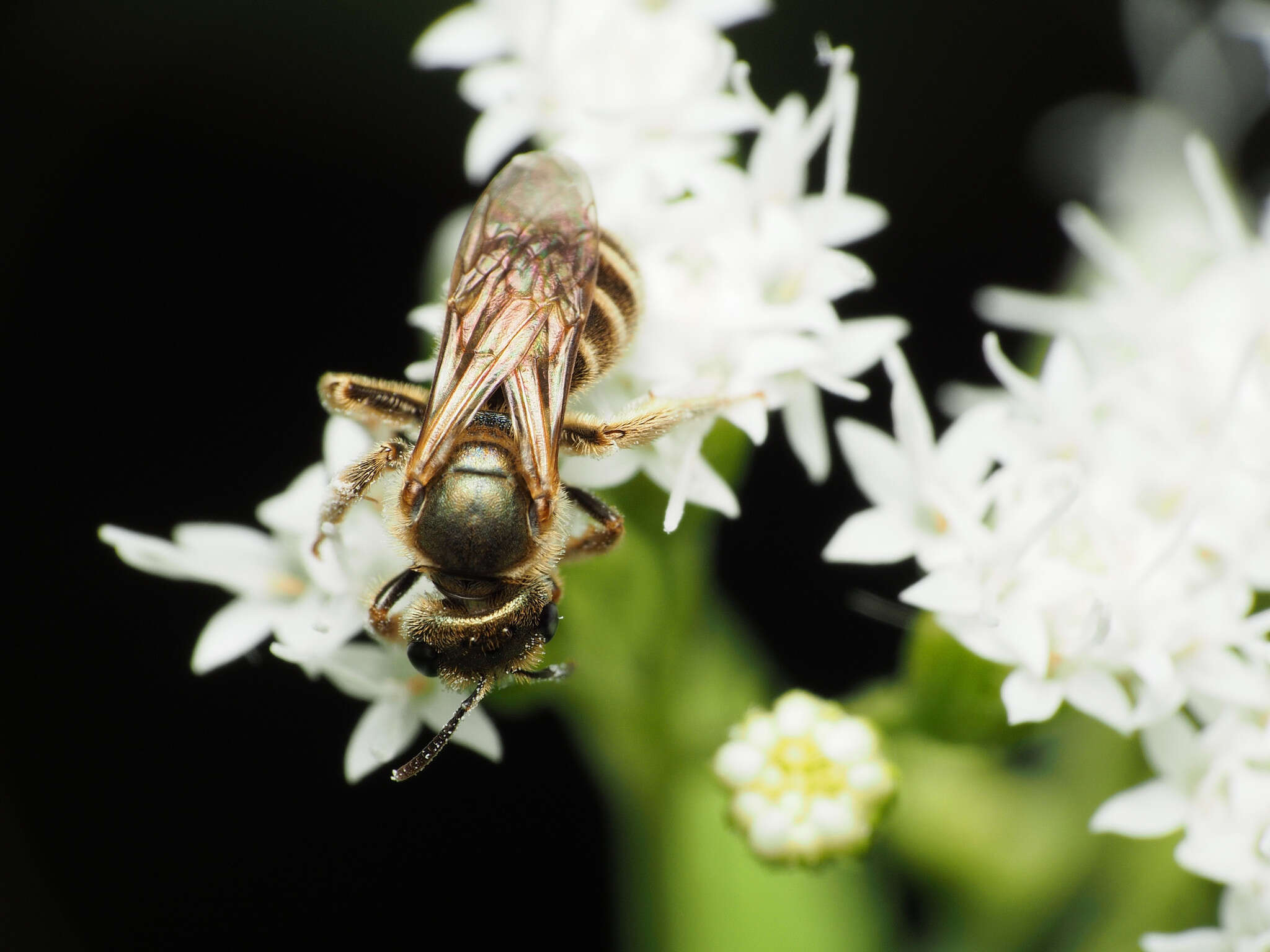 Image of Halictus confusus Smith 1853