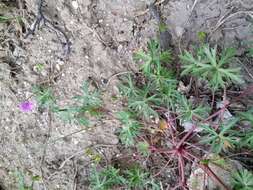 Imagem de Geranium columbinum L.