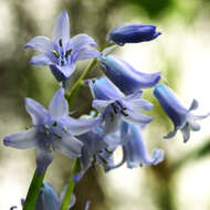 Image of Common Bluebell