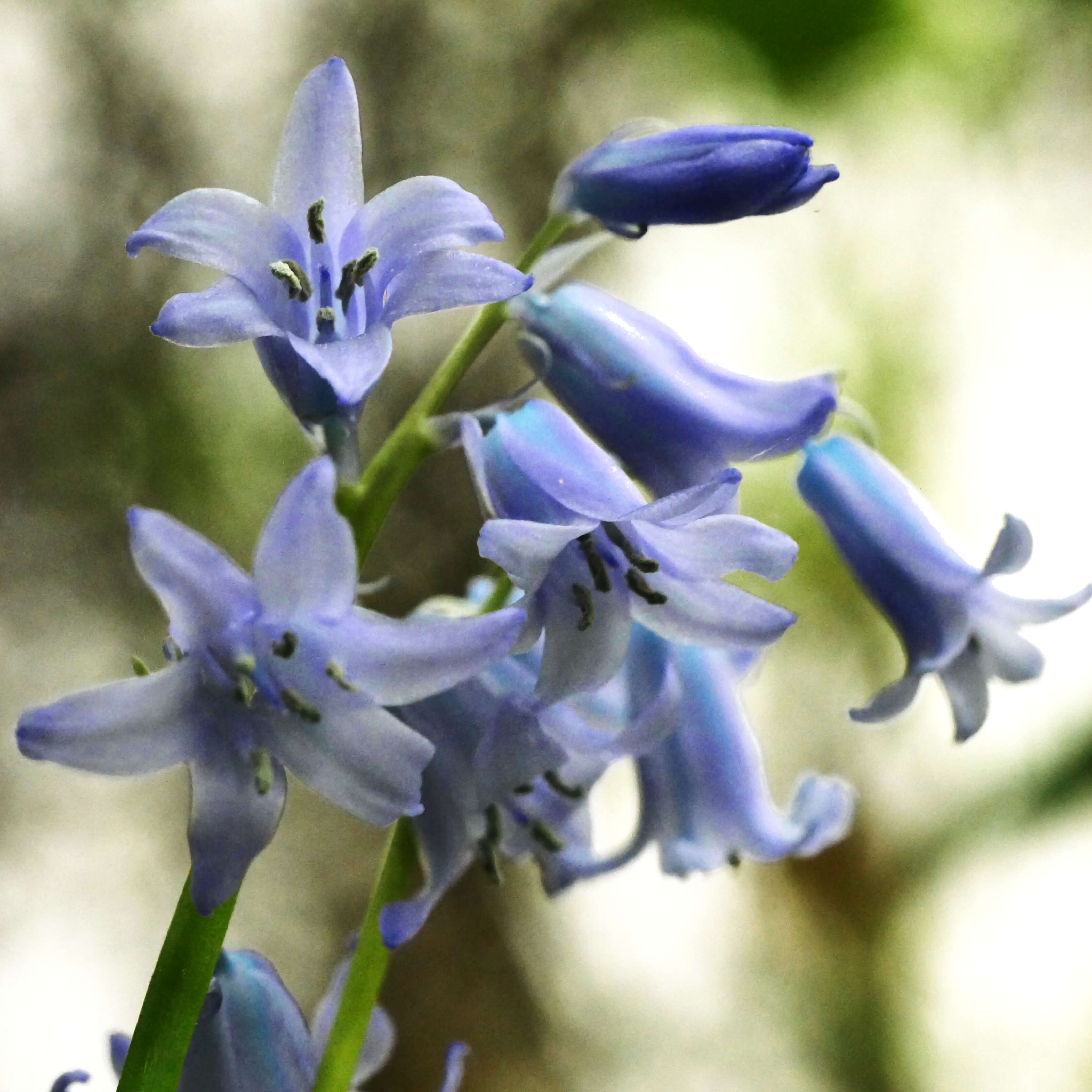 Image of Common Bluebell