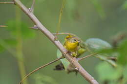 Geothlypis trichas (Linnaeus 1766) resmi