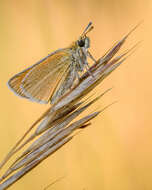 Image of small skipper