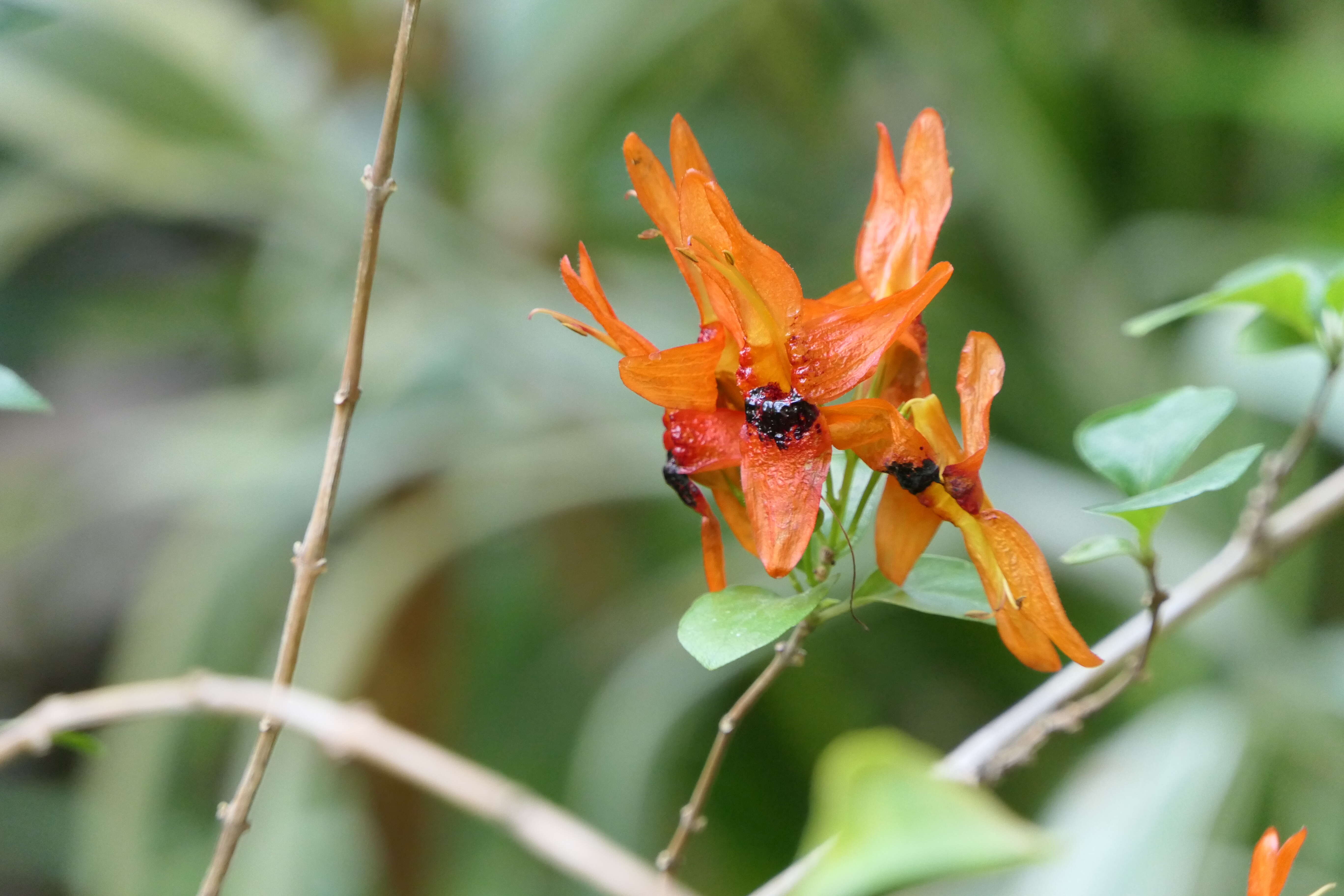 صورة Ruttya fruticosa Lindau