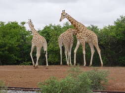 Image of West African Giraffe