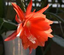 Image of climbing cactus