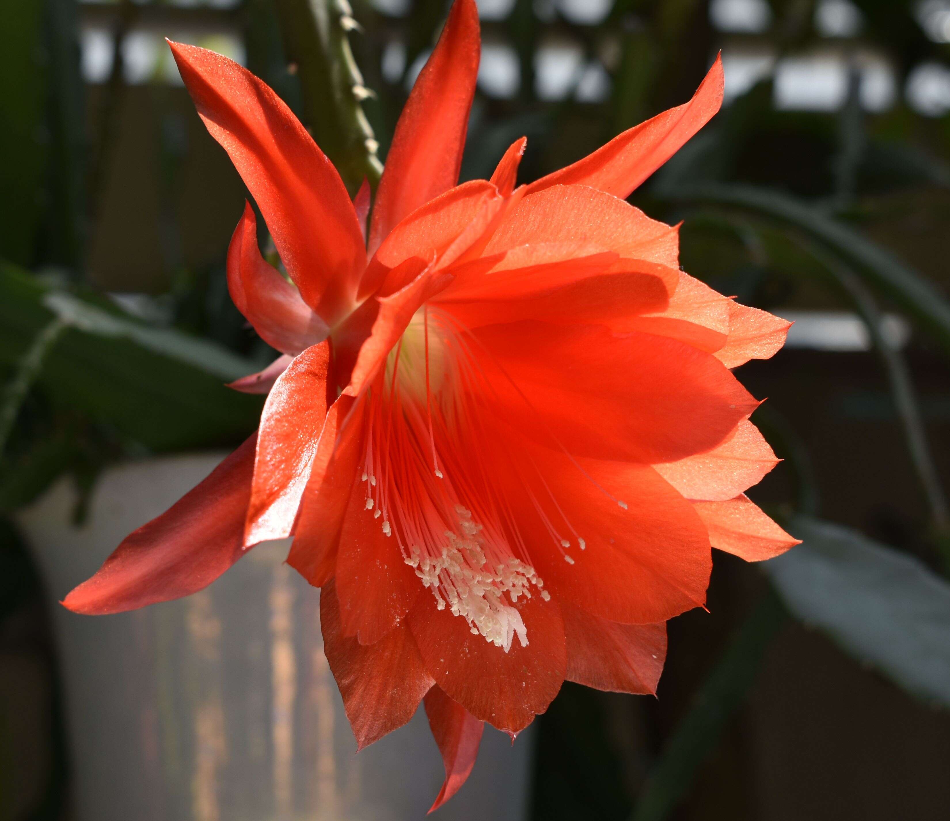 Image of climbing cactus