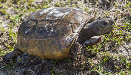 Image of (Florida) Gopher Tortoise