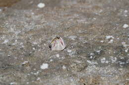 Image of Striped barnacle