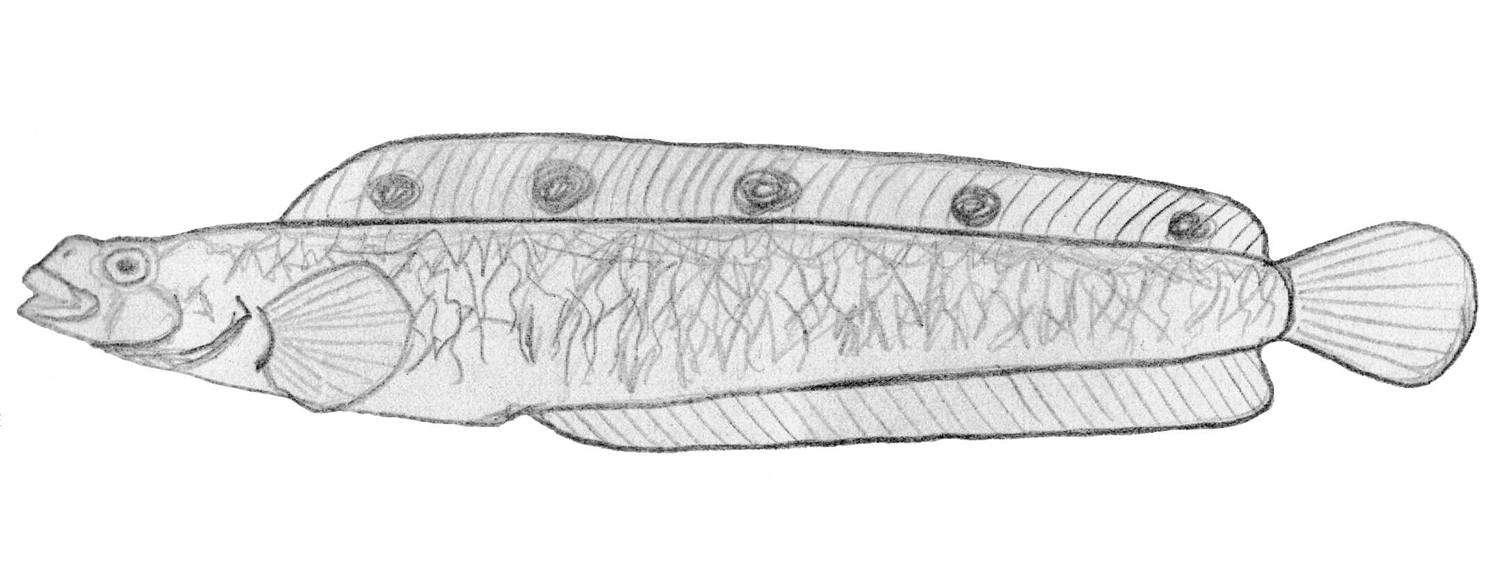 Image of Opisthocentrus