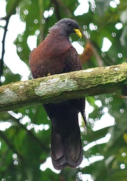 صورة Columba thomensis Barboza du Bocage 1888