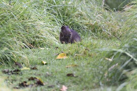 Image of Brazilian Guinea Pig